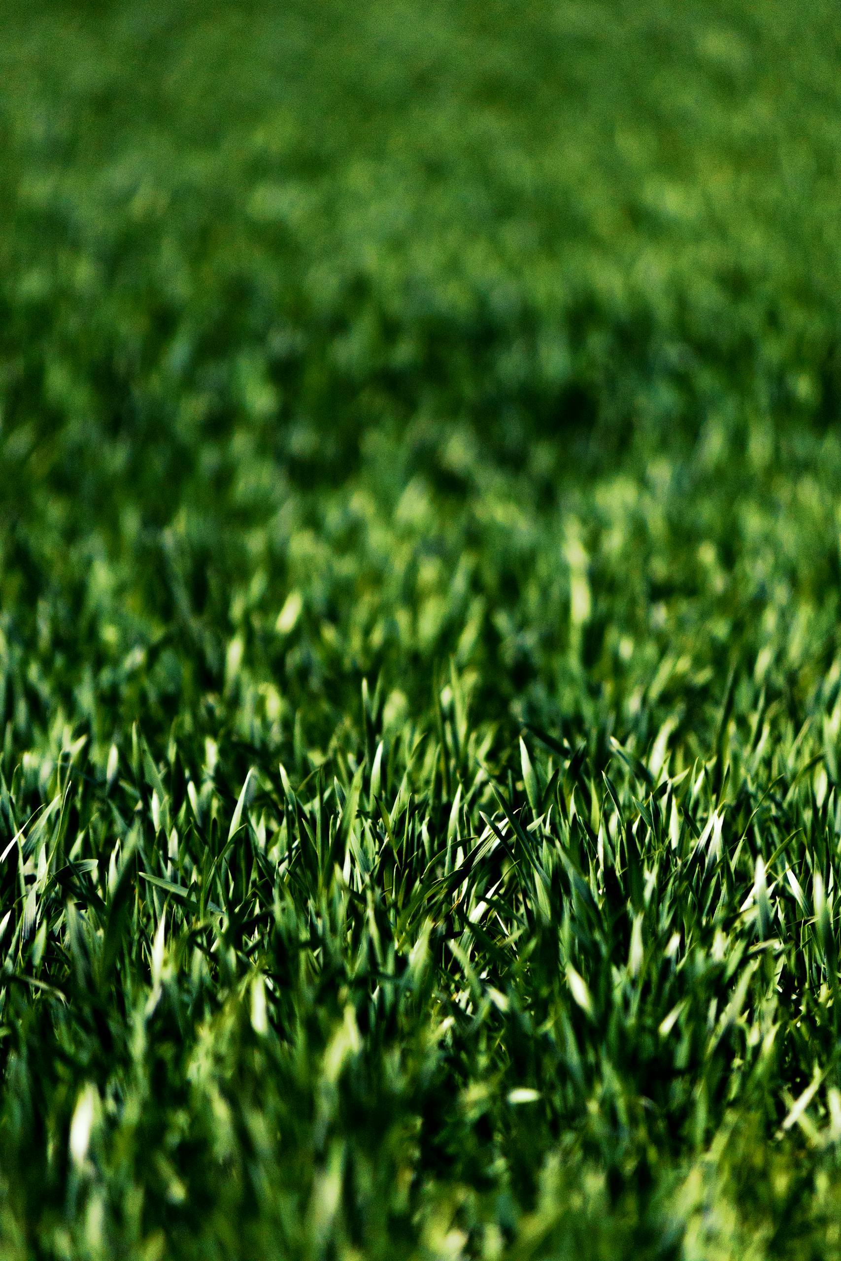 Detailed close-up of lush green grass blades with a soft blurred background, showcasing nature's vibrancy.